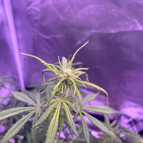 Rhino Ryder #1 growlog timeline photo