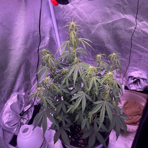 Rhino Ryder #1 growlog timeline photo