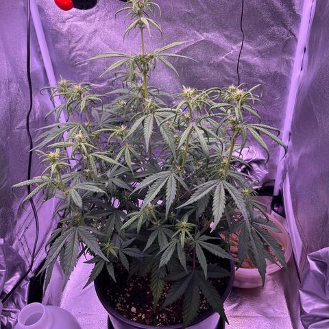 Rhino Ryder #1 growlog timeline photo