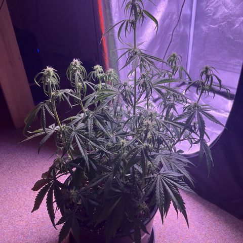 Rhino Ryder #1 growlog timeline photo