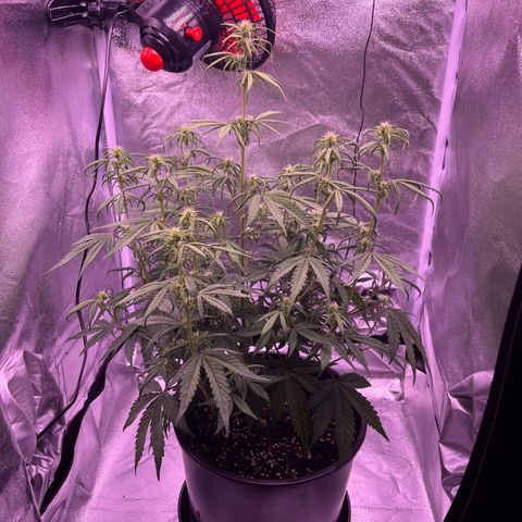 Rhino Ryder #1 growlog timeline photo