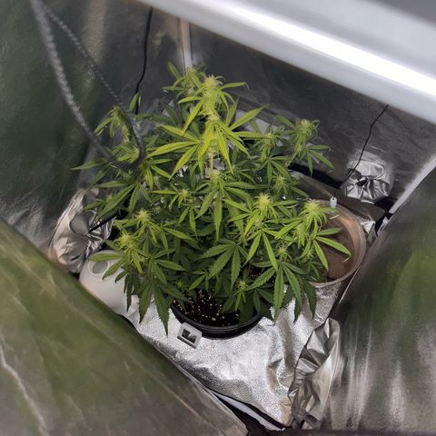 Rhino Ryder #1 growlog timeline photo
