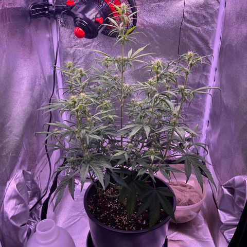 Rhino Ryder #1 growlog timeline photo