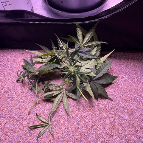 Rhino Ryder #1 growlog timeline photo