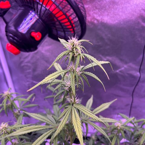 Rhino Ryder #1 growlog timeline photo