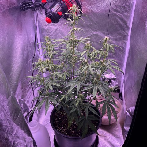 Rhino Ryder #1 growlog timeline photo