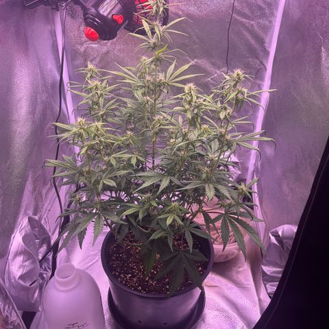 Rhino Ryder #1 growlog timeline photo