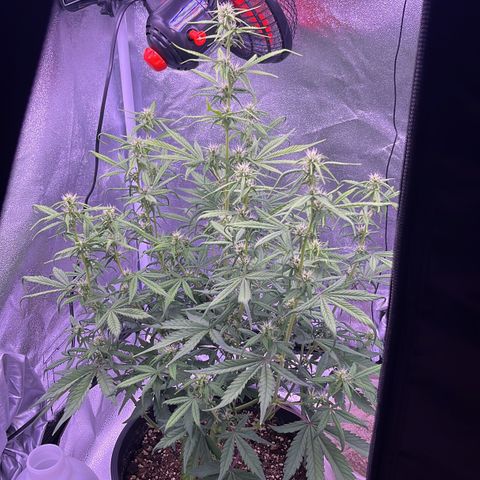 Rhino Ryder #1 growlog timeline photo