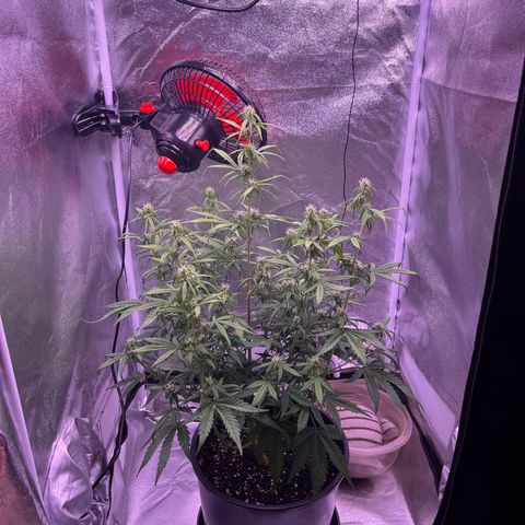 Rhino Ryder #1 growlog timeline photo