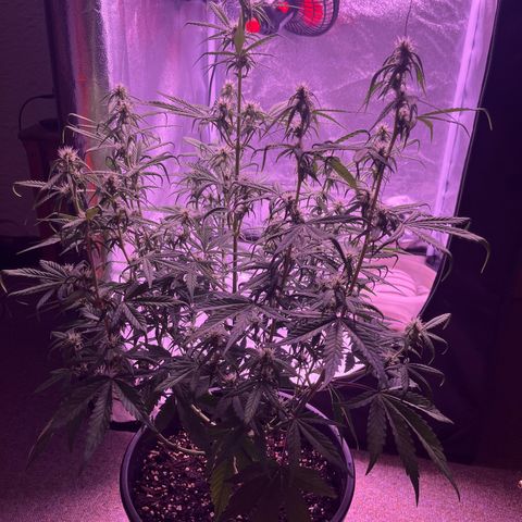 Rhino Ryder #1 growlog timeline photo