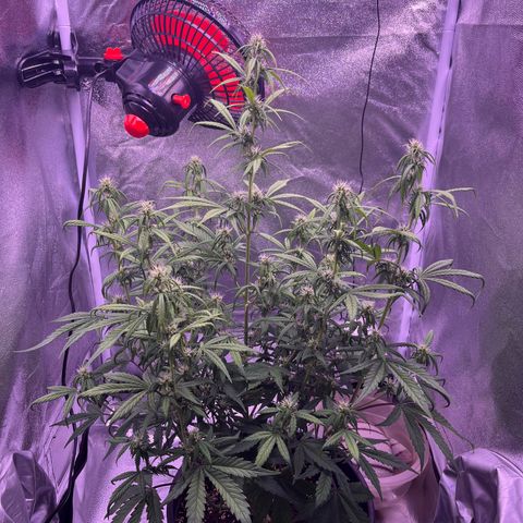 Rhino Ryder #1 growlog timeline photo