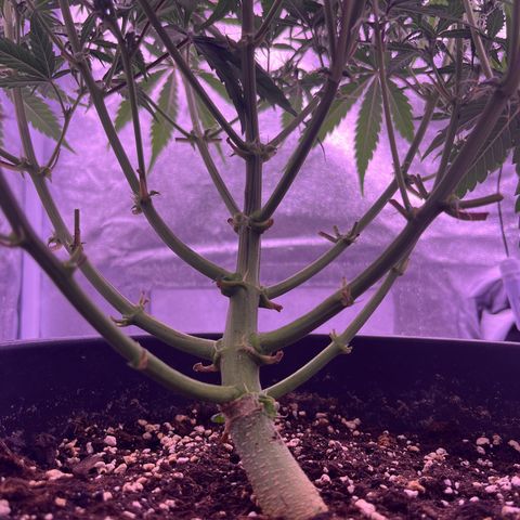 Rhino Ryder #1 growlog timeline photo