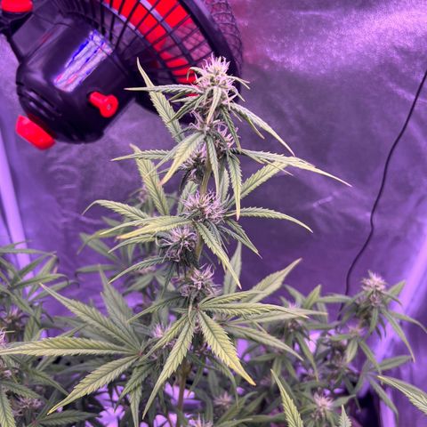 Rhino Ryder #1 growlog timeline photo