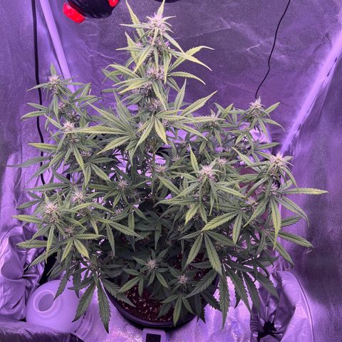 Rhino Ryder #1 growlog timeline photo