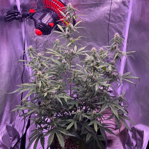 Rhino Ryder #1 growlog timeline photo