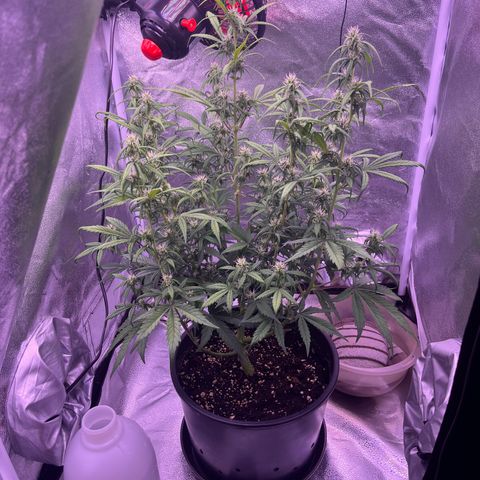Rhino Ryder #1 growlog timeline photo