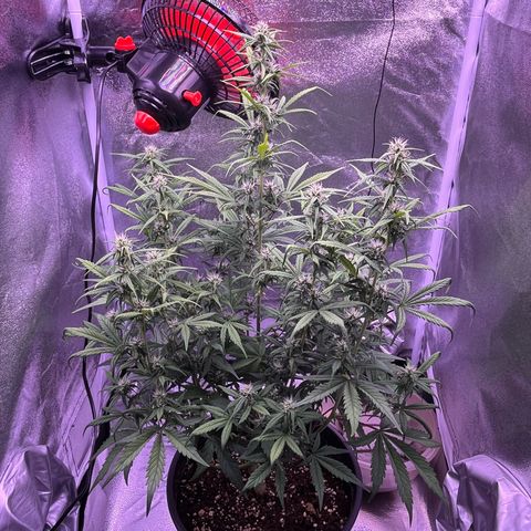 Rhino Ryder #1 growlog timeline photo