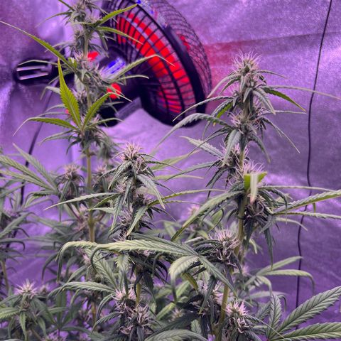 Rhino Ryder #1 growlog timeline photo