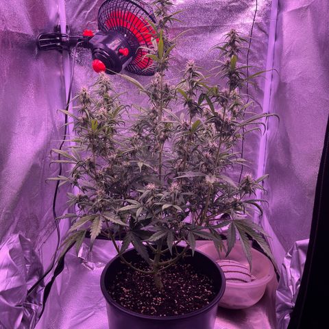 Rhino Ryder #1 growlog timeline photo