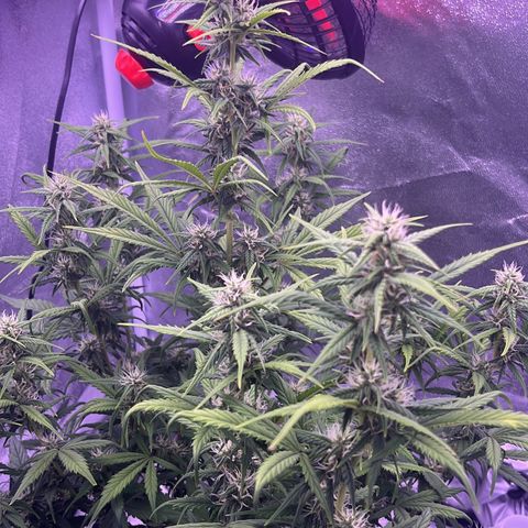 Rhino Ryder #1 growlog timeline photo