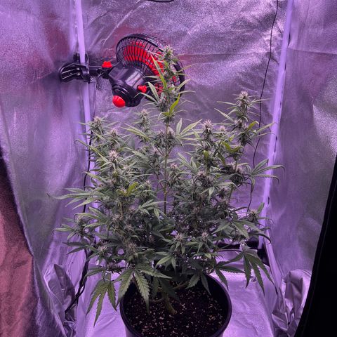 Rhino Ryder #1 growlog timeline photo