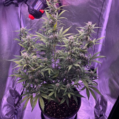 Rhino Ryder #1 growlog timeline photo
