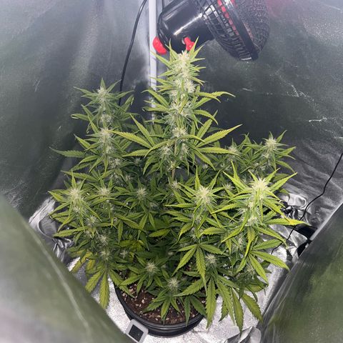 Rhino Ryder #1 growlog timeline photo
