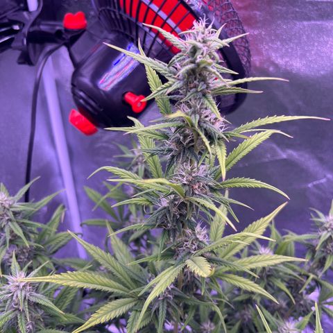Rhino Ryder #1 growlog timeline photo