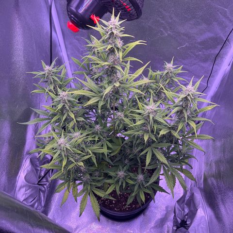 Rhino Ryder #1 growlog timeline photo