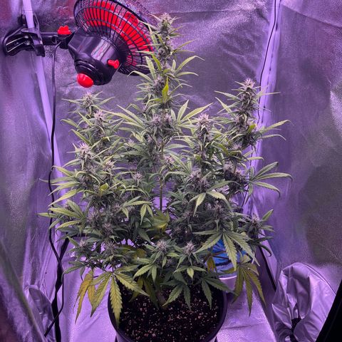 Rhino Ryder #1 growlog timeline photo