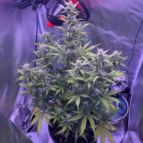 Rhino Ryder #1 growlog timeline photo