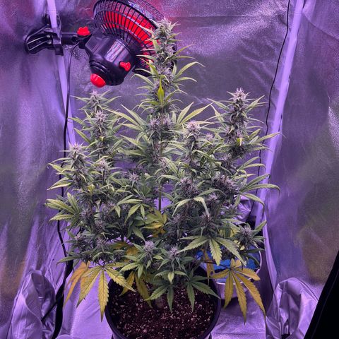 Rhino Ryder #1 growlog timeline photo