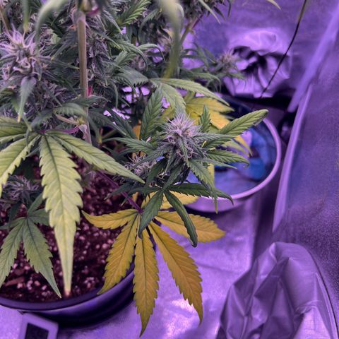 Rhino Ryder #1 growlog timeline photo