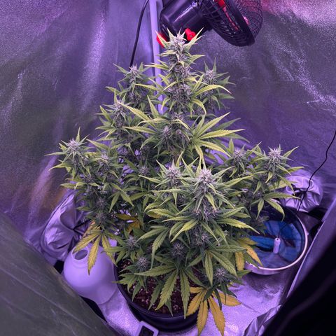 Rhino Ryder #1 growlog timeline photo