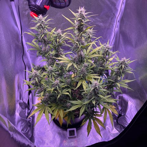 Rhino Ryder #1 growlog timeline photo