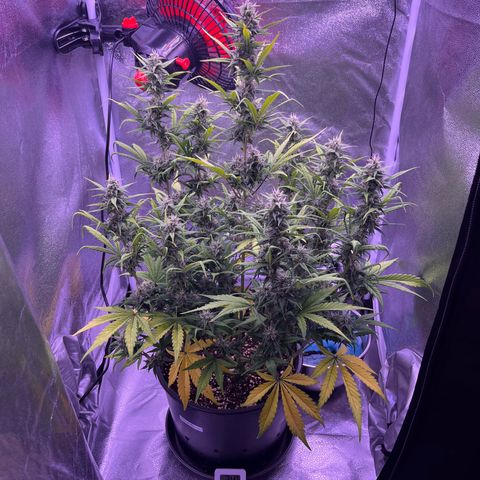 Rhino Ryder #1 growlog timeline photo
