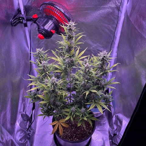 Rhino Ryder #1 growlog timeline photo