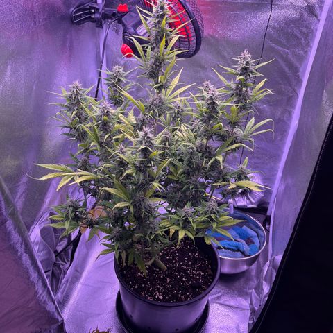 Rhino Ryder #1 growlog timeline photo