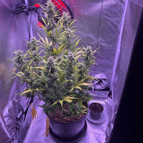 Rhino Ryder #1 growlog timeline photo