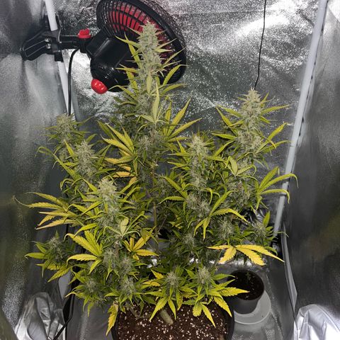 Rhino Ryder #1 growlog timeline photo