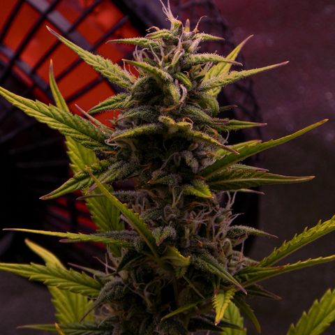 Rhino Ryder #1 growlog timeline photo