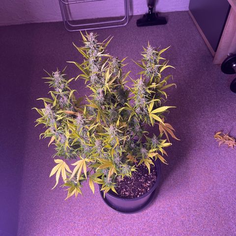 Rhino Ryder #1 growlog timeline photo