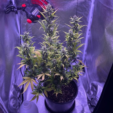Rhino Ryder #1 growlog timeline photo