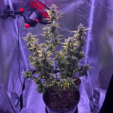 Rhino Ryder #1 growlog timeline photo