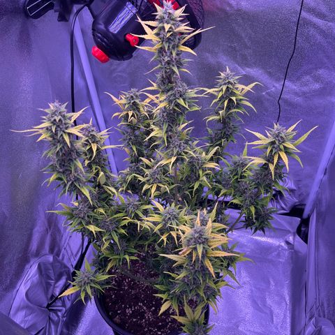 Rhino Ryder #1 growlog timeline photo