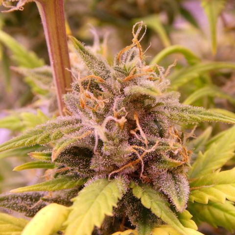 Rhino Ryder #1 growlog photo: Trichome noch nicht passend.