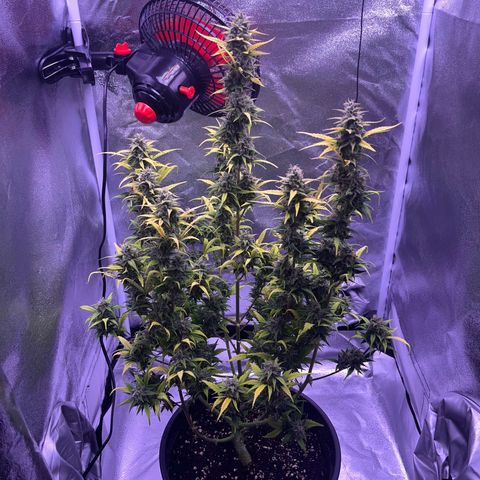 Rhino Ryder #1 growlog photo: Trichome noch nicht passend.