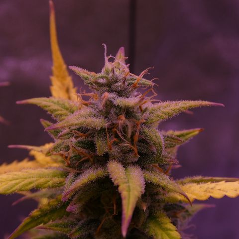 Rhino Ryder #1 growlog photo: Trichome noch nicht passend.