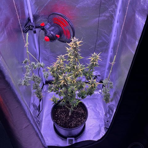 Rhino Ryder #1 growlog photo: Zwei Triebe testgeerntet um zu gucken wie die Wirkung ohne viel Bernstein und  wenige klar Trichome ist.