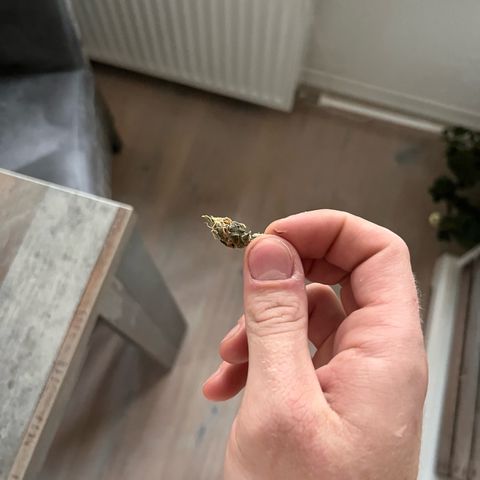 Rhino Ryder #1 growlog photo: Teil Ernte nach circa 30 Stunden trocknen bei 30 grad 45 Luftfeuchte! 

Macht gut dicht, brauche jedoch viel mehr Bernstein.